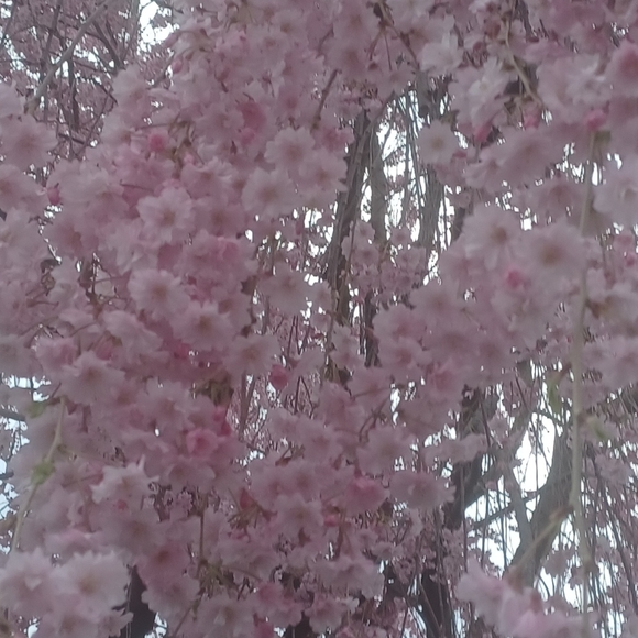 🌸 WELCOME TO MY CLOSET 🌸 - Picture 3 of 5